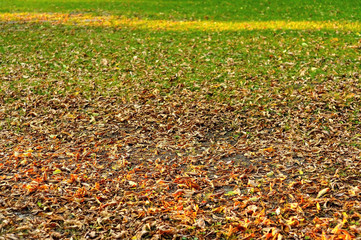 Obraz premium Oznaki jesieni