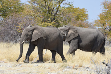 Fototapeta premium afrikanische Elefanten (loxodonta africana) im Etosha Nationalpark