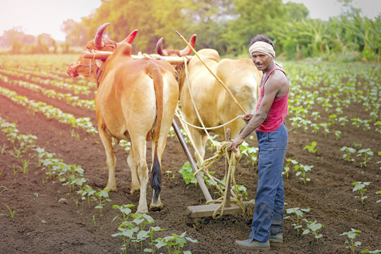 Indian Cow Farmer Images – Browse 76 Stock Photos, Vectors, and Video ...