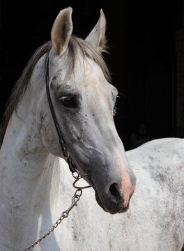 Portrait of a white andalusian warmblood horse