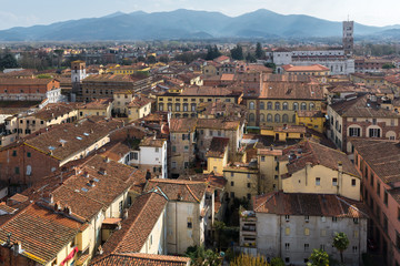 Fototapeta na wymiar Medieval town of Lucca view from Guinigi tower, Tuscany, Italy