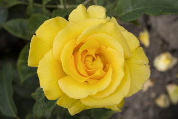 Close up of a yellow rose 