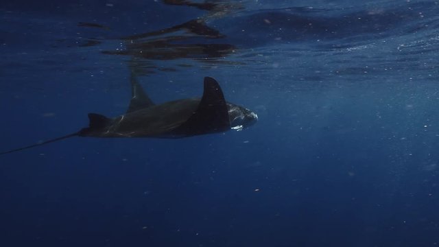 Closeup wildlife 4k shot of moving manta ray underwater in blue ocean, camera moving by the side of big marine animal, near water surface on aquatic background