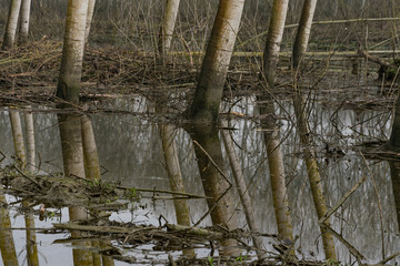 partcolare di albero nella palude