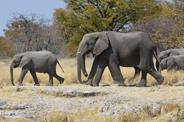 Fototapeta premium afrikanische Elefanten (loxodonta africana) im Etosha Nationalpark