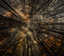 Fire - burning forest