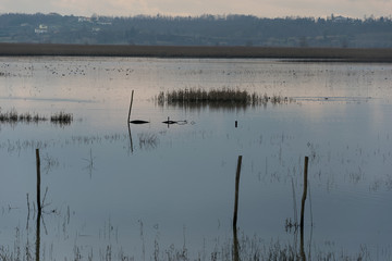 lago paludoso naturale