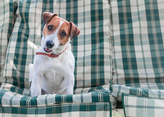 Closeup portrait of adorable dog Jack russell sitting on green blue checkered pads or cushion on Garden bench or sofa outside at sunny day. The curious happy smiling pet looking into camera