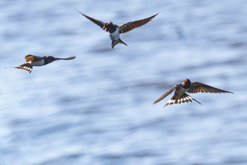 barn swallows fly over the river