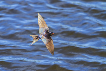 beautiful bird with a metallic glare flies above the water