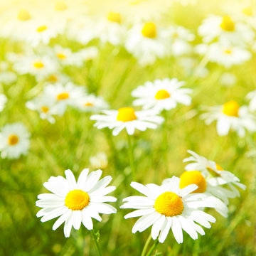 Daisy flowers field