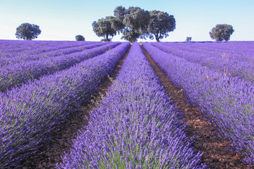 Fototapeta na wymiar Lavender fields in summer