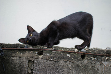 Cats are looking between the roofs.
