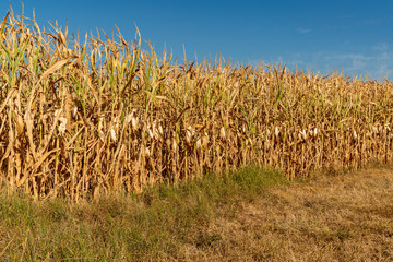 View at a dried out cornfield after weeks without rain