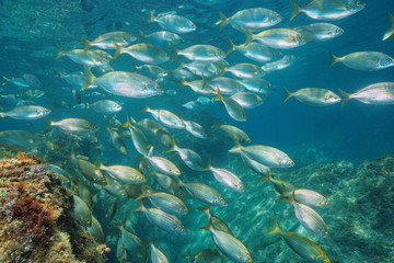 Fototapeta na wymiar Underwater a school of fish in the Mediterranean sea (dreamfish, Sarpa salpa), Balearic islands, Formentera, Spain