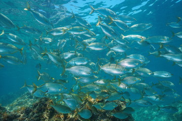 A school of fish underwater in the Mediterranean sea (dreamfish, Sarpa salpa), Balearic islands, Ibiza, Spain