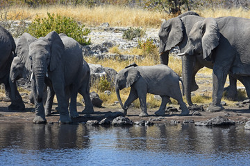 Fototapeta na wymiar afrikanische Elefanten (loxodonta africana) am Wasserloch im Etosha Nationalpark