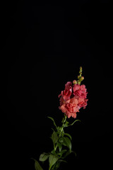 beautiful decorative blooming pink gladiolus with buds isolated on black