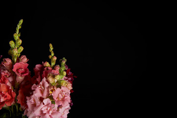 close-up view of beautiful tender pink and red gladioli flowers with buds isolated on black background