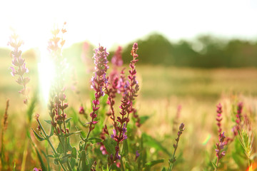 Obraz premium Beautiful sage flowers in field on spring day