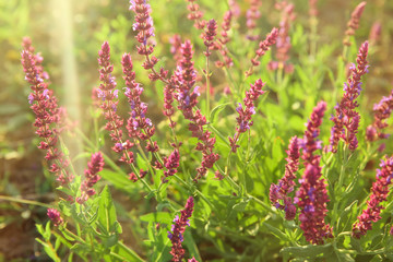 Beautiful sage flowers in field on spring day