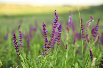 Fototapeta premium Beautiful sage flowers in field on spring day