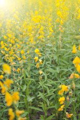 Blooming beautiful field yellow flower of Crotalaria juncea with drop water, sunn hemp , Indian hemp, Madras hemp, brown hemp, A plant for improving nutrient of soil
