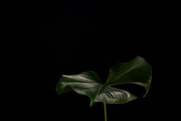 close-up view of beautiful dark green monstera leaf isolated on black background © LIGHTFIELD STUDIOS