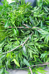 Full branches garbage