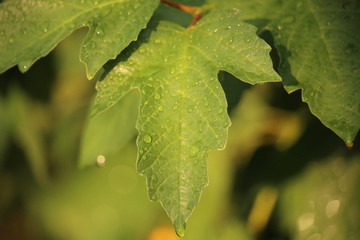 После дождя