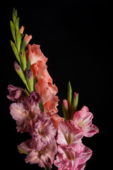 close-up view of beautiful pink and violet gladioli flowers isolated on black background