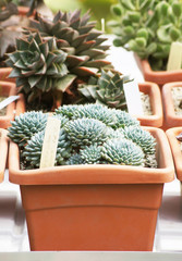 Stylish photo of cute cacti in a pot. Succulent house plant photo.