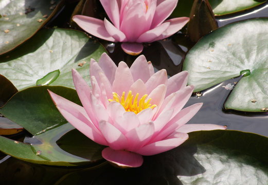 Beautiful botanical water lily photo in nature. Light pink lotus flower photo in the pond.