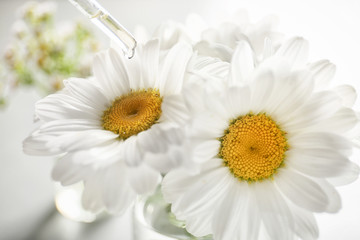 Pipette with essential oil and chamomile flowers, closeup