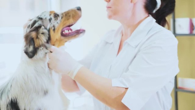 Examining in veterinary clinic. Vet checking dog ears. Pet concept