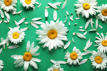 Beautiful camomile flowers on color background