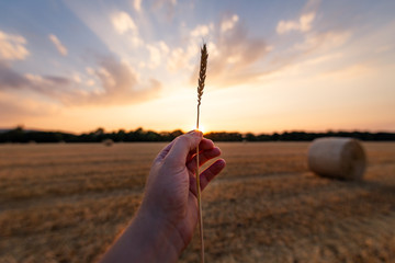 Junger Bauer hält Weizen in der Hand gegen das Sonnenlicht