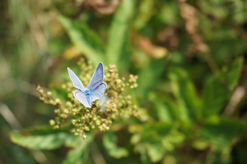butterfly, Schmetterling, Himmelblauer Bläuling