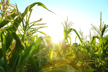 Corn growing in field on summer day