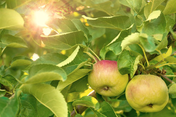 mature apples on a branch of an apple tree in the sun at the garden with sun glare