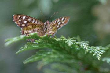 Brown butterfly macro close up