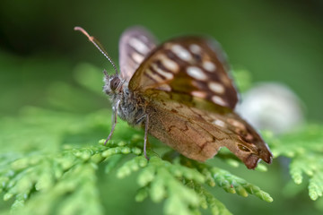 Brown butterfly macro close up