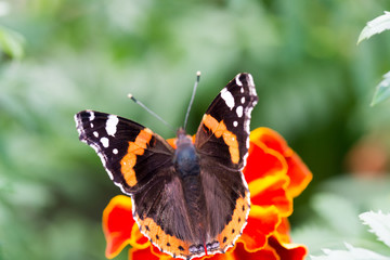 Colorful orange butterfly