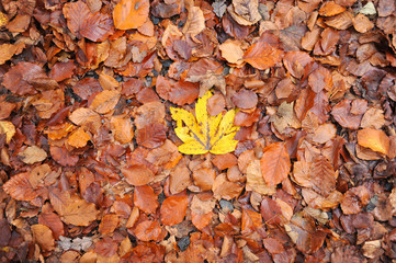 Single yellow autumn leaf in the middle of brown leafs.  Brown fall leafs and only one yellow.