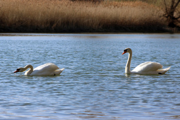 swan lake beautiful