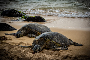 Green Sea Turtles, Hawaii