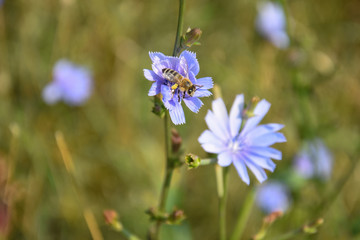 Honey bee on blue Chicory flower (Cichorium intybus), Honeybee collect nectar on healthy  wild flowers