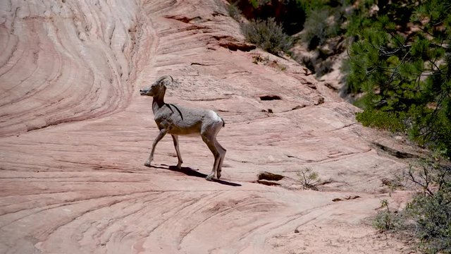 Deer in Zion National Park, Utah