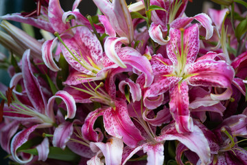 Beautiful Summer Flowers