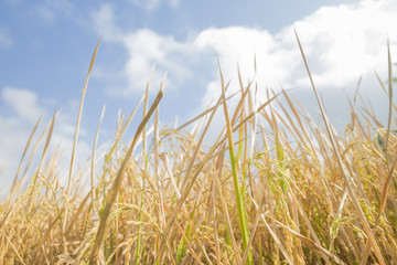 Rice Field